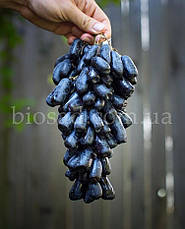 Виноград Світ Сапфір (Sweet Sapphire, Moon Drops), ранньо-середній сорт, фото 5
