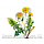 Hawaii Pharm Dandelion Alcohol-FREE / Кульбаба органік без спирту 120 мл, фото 6