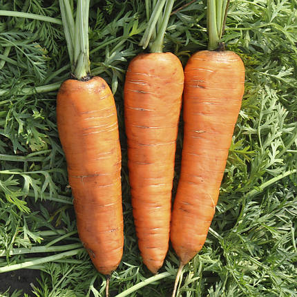 Насіння моркви Олімпо F1 (Olimpo F1), Hazera 100000 1,8-2,0, фото 1