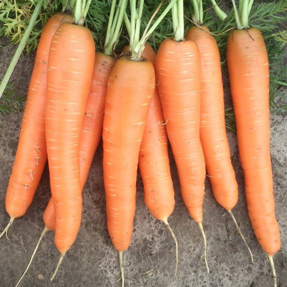 Насіння моркви Престо F1 (Presto F1) Hazera 100000 >1.8