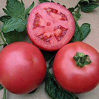 Насіння томату ВП 2 F1 (VP 2 F1) Hazera 250