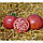 Томат Альма F1 (250нас.) детермінантний, фото 4