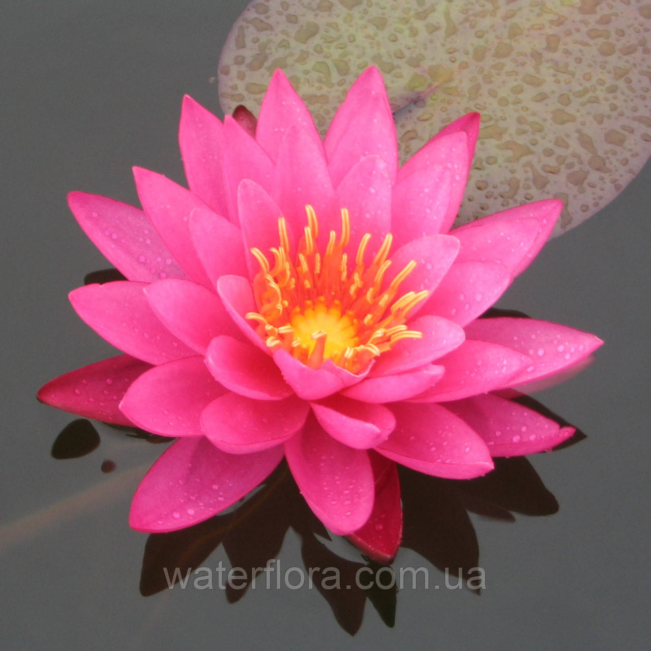 Нимфея "Майла" - Nymphaea "Mayla" - фото 1 - id-p231917888