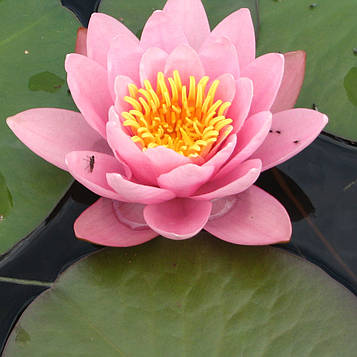 Нимфея "Марлиака Карнэа" - Nymphaea "Marliacea Carnea" (друга ц.р.)