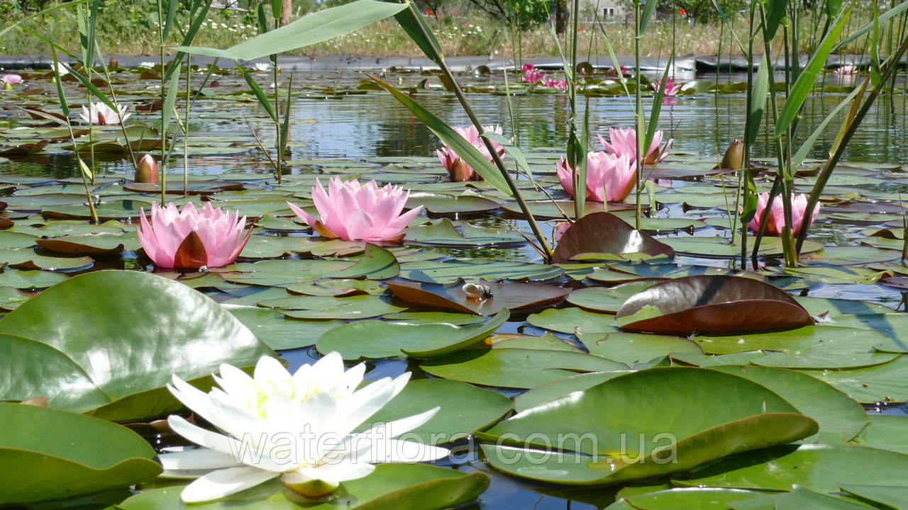 Нимфея "Марлиака Карнэа" - Nymphaea "Marliacea Carnea" - фото 2 - id-p231949006