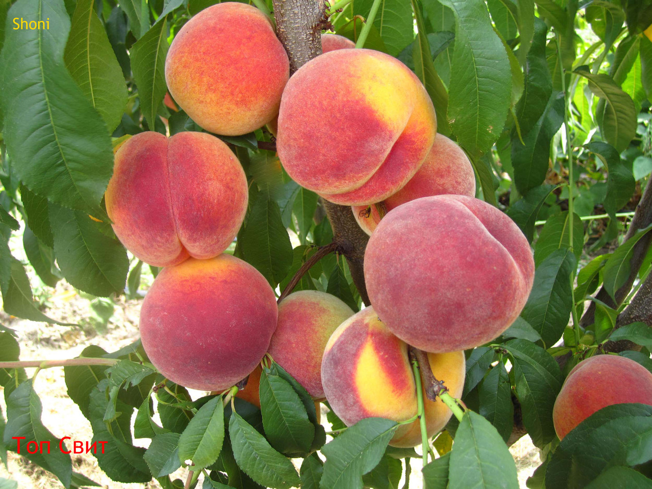Саджанці персика Топ Світ т5 (дворічний), фото 1