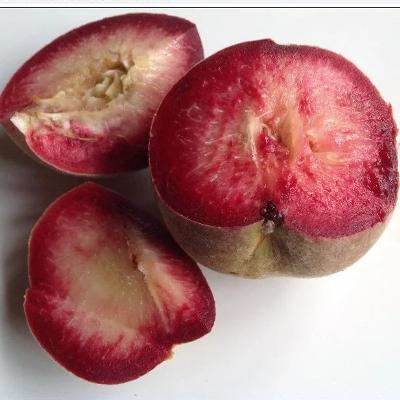 Саджанці персика Блек Бій (червоном'ясий) (дворічний), фото 1