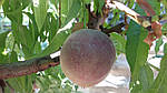 Саджанці персика Блек Бій (червоном'ясий) (однорічний), фото 2