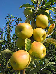 Саджанці яблуні Опал імунний (дворічний)