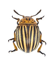 Інсектициди