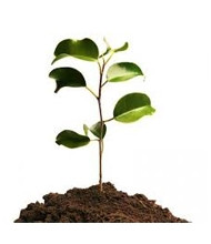 Регулятори росту