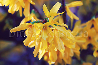 Форзиція Беатрікс Фарранд (Beatrix Farrand)