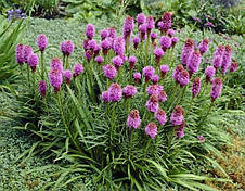 Ліатріс ліловий Spicata, 3 бульби, фото 3