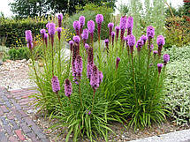 Ліатріс ліловий Spicata, 3 бульби, фото 6