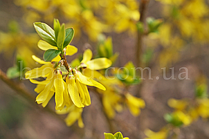 Форзиція Голден Тайм (Golden Times), фото 3