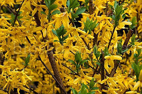 Форзиція Голден Тайм (Golden Times), фото 3