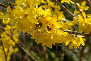 Форзиція Голдзаубер (Goldzauber)