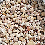 Камінь для клумб та ландшафту «Райдужний» (ціна за 1 кг від 1 тони), фото 4