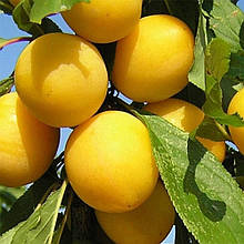 Слива яєчна Жовта (пізня)