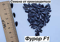 Семена подсолнечника Фурор F1