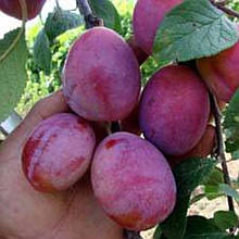 Слива Ханум (середньостигла)