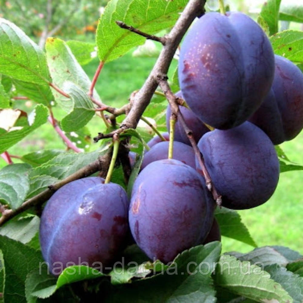 Слива Синичка (середньостигла)