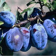 Слива Донецька консервна