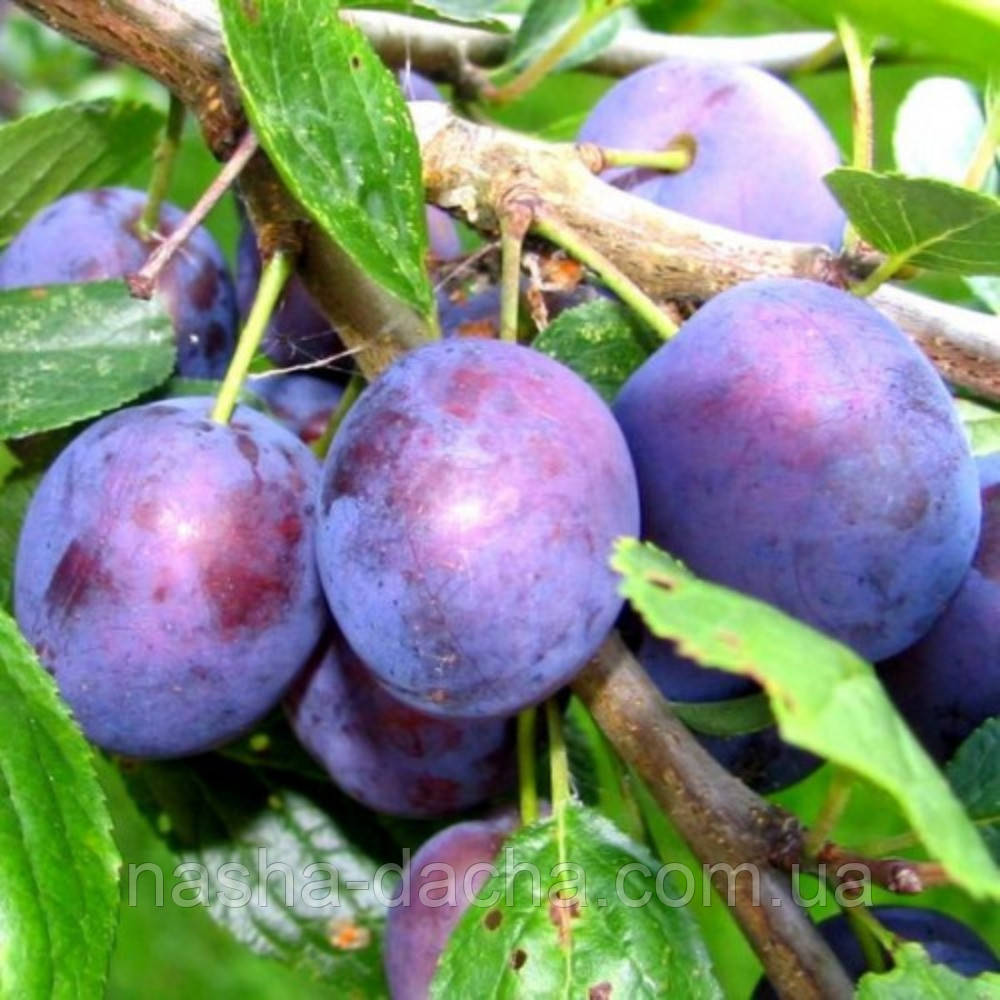 Слива Герман (середньостигла)