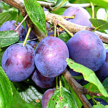 Слива Герман (середньостигла)