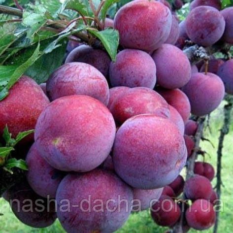 Слива Президент (пізня), фото 1