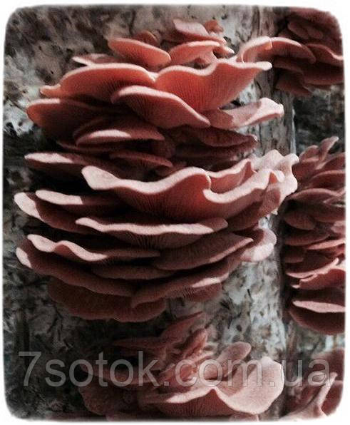Міцелій гриба Глива рожева, 10г