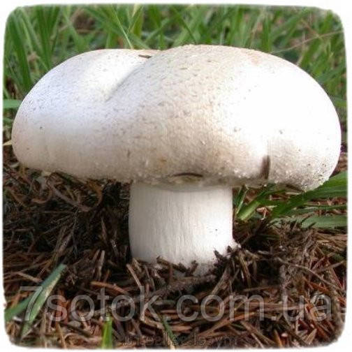 Мицелий гриба Шампиньон Крупноплодный, 10г - фото 1 - id-p232323256