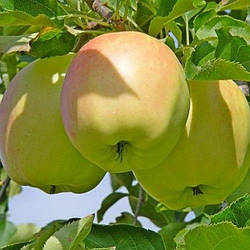 Саджанці яблуні Оріон імунний (дворічний)