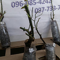 Уцінка троянд. Ціна 400 грн. за 10 шт., фото 8