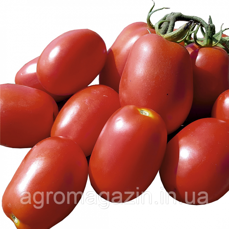 Томат Рекордсмен F1 (1000нас.) детермінантний