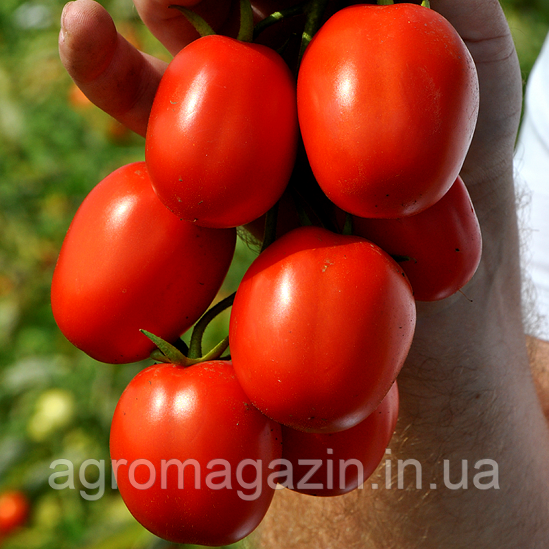 Томат Мегрез F1 (5000нас.) детермінантний