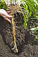 Цикорій корінь, 1 кг, фото 6