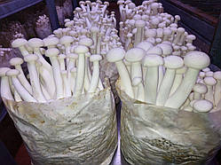 Міцелій Опеньок мармуровий (Шімеджі, HYPSIZYGUS MARMOREUS, БУКОВИЙ ГРИБ) зерновий 1 кг