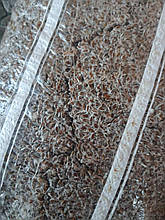 Міцелій Опеньок мармуровий ( Шімеджі, HYPSIZYGUS MARMOREUS, БУКОВИЙ ГРИБ) зерновий 6 кг