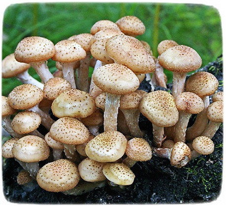 Міцелій гриба Опенок Осінній, 10г