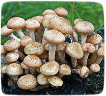 Міцелій гриба Опенок Осінній, 10г