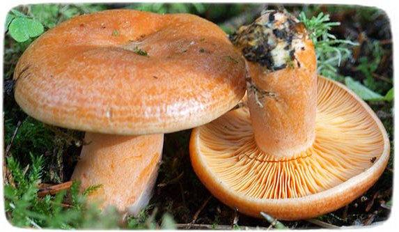 Міцелій гриба Рижик звичайний, 10г