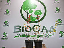 Лохина Река (Reka), ранній сорт, 2-річний саджанець, фото 4
