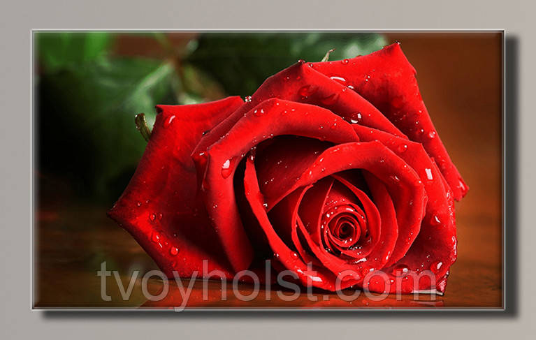 Картина на полотні для інтер'єру Червона троянда