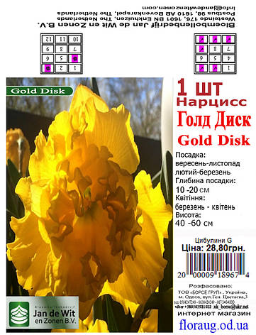 Нарцис Голд Диск (Gold Disk) 3 шт. Голландія, фото 2