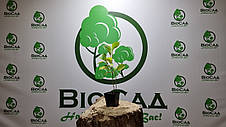 Гортензія H. Sheep Cloud (Hydrangea H. Sheep Cloud), фото 4