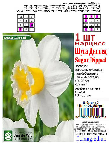 Нарцис Шуга Діппед (Sugar Dipped) 2 шт. Голландія, фото 2