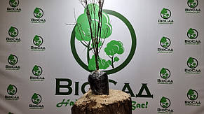 Гранат Велес, фото 5