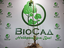 Інжир Сабруція Рожева, самоплідний сорт, 1-річний, фото 6