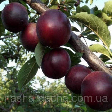 Диплоїдна слива Глобус (середньостигла), фото 1